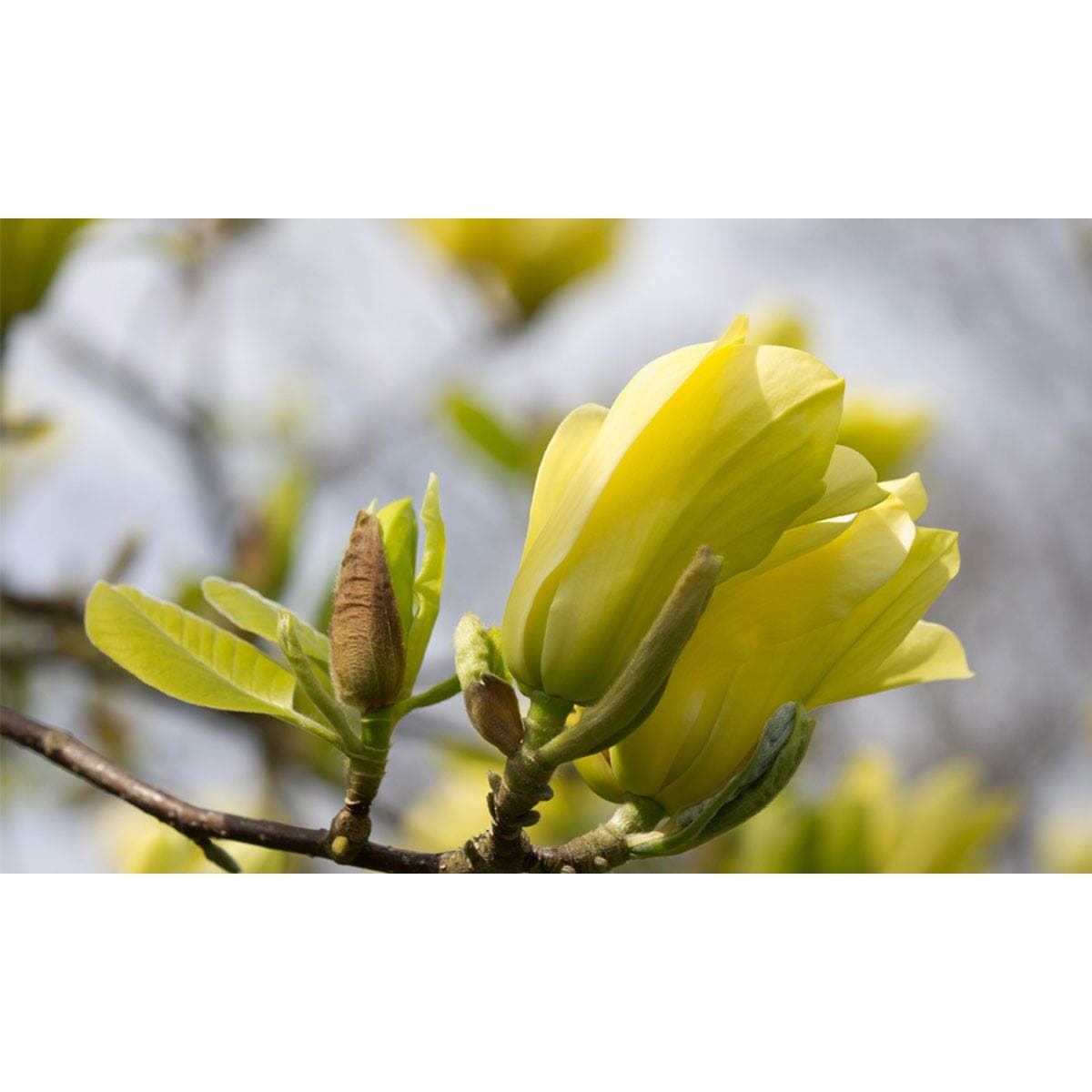 Bright yellow magnolia flowers with smooth petals and green leaves, showcasing a bare root structure, set against a blurred background.