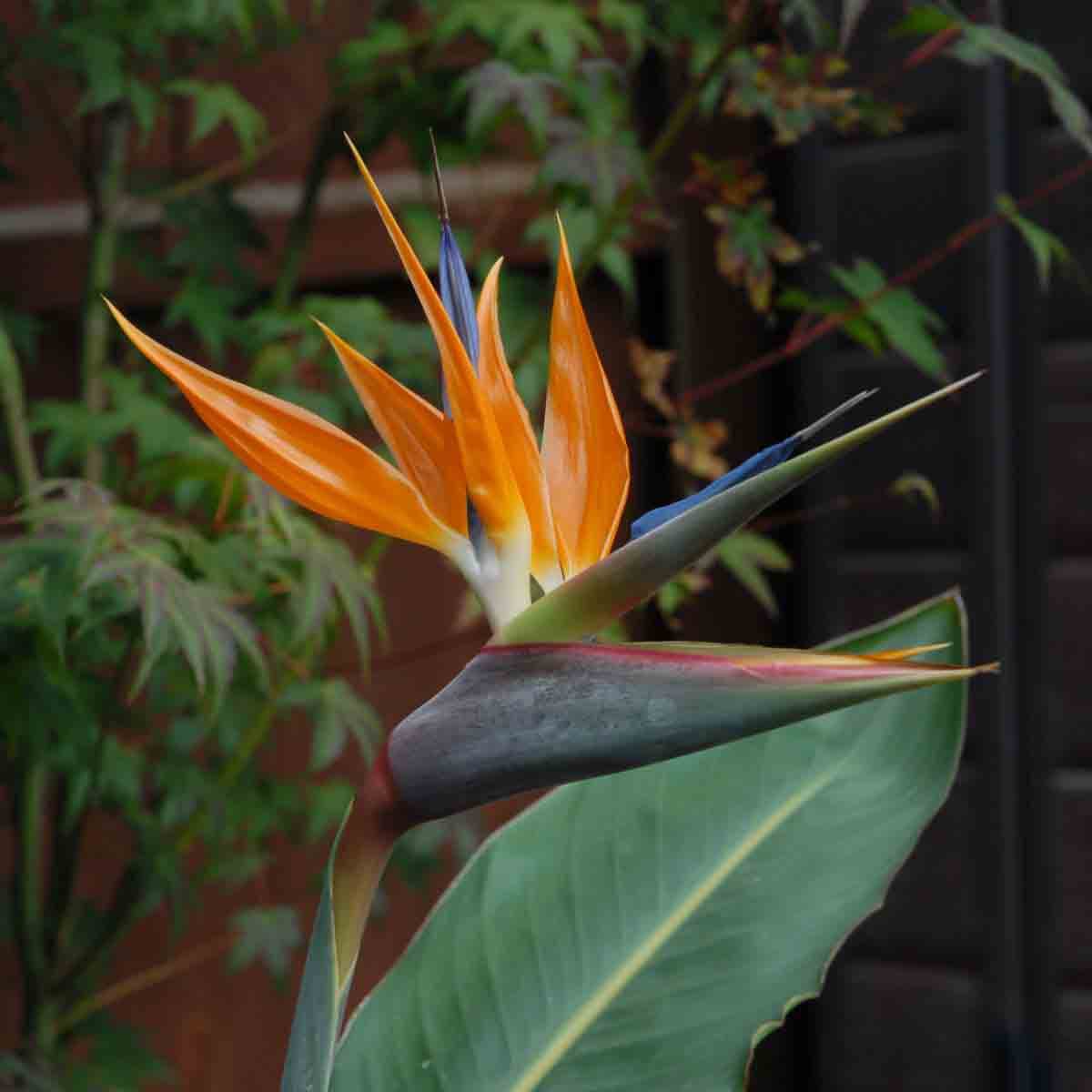 Two vibrant Strelitzia Bird of Paradise plants in 9cm pots, featuring bright orange and blue flowers, accompanied by two grey pots, set against a blurred green background.