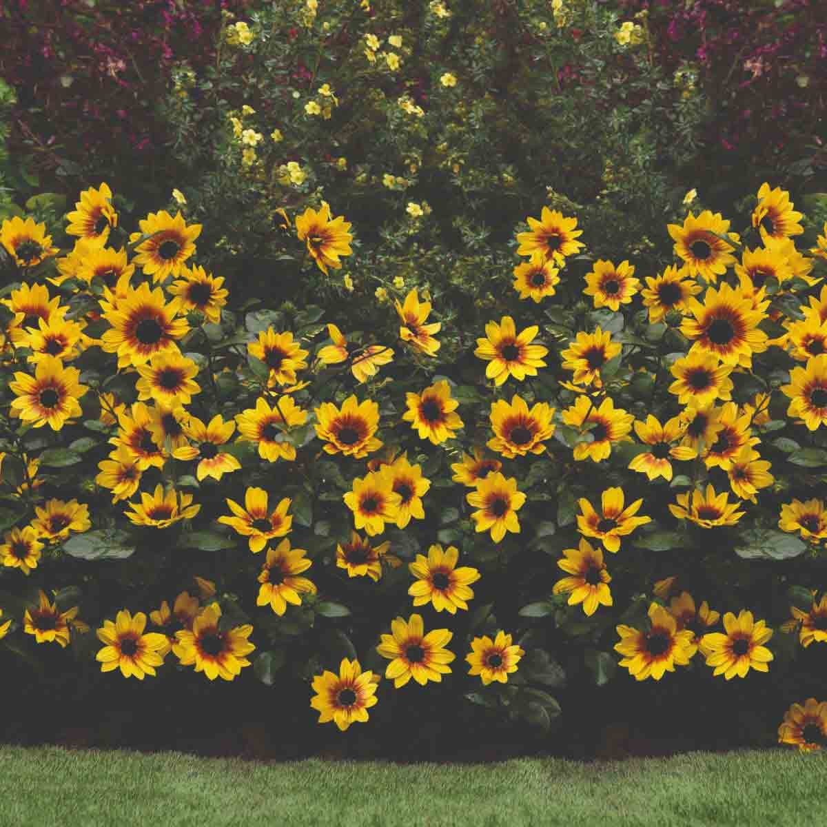 Bright yellow sunflowers with dark brown centers, lush green leaves, arranged in a vibrant display, showcasing the Thompson & Morgan Helianthus Sunbelievable variety in a garden setting.
