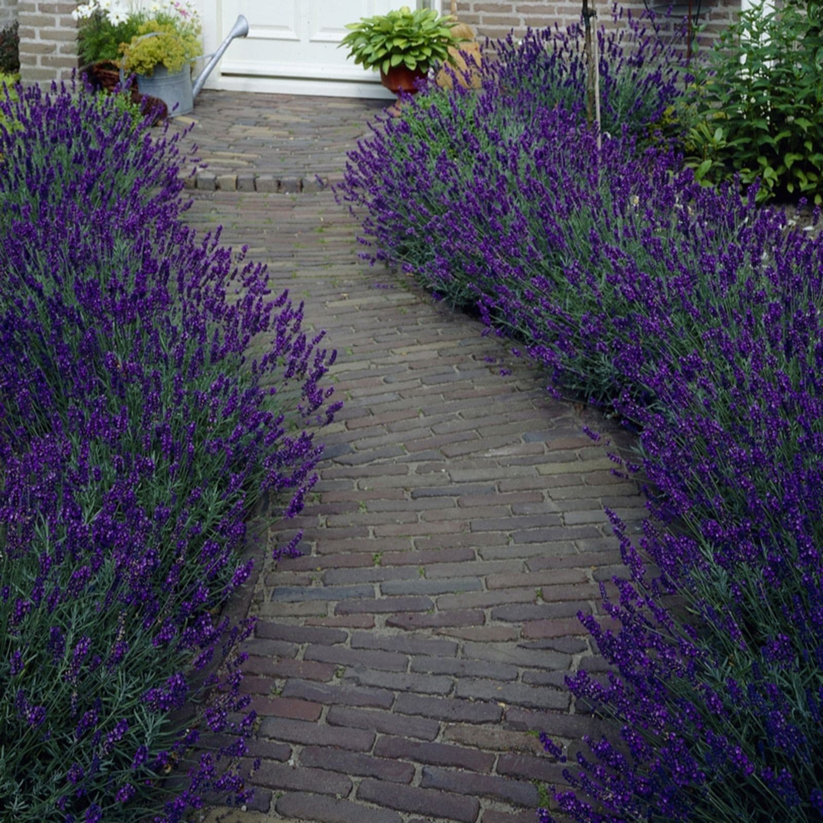 Six 9cm pots of YouGarden Lavender Hidcote, featuring vibrant purple flowers and green foliage, arranged along a stone pathway leading to a doorway.