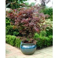 Acer palmatum 'Atropurpureum' tree with deep red leaves in a blue ceramic pot on a patio.