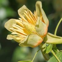 Potted Liriodendron Tulip Tree with yellow-green tulip-shaped flowers and broad leaves in a 9cm container.