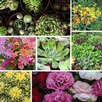 Colorful alpine plant mix with various succulents and flowers in a 10-pack by Thompson & Morgan.