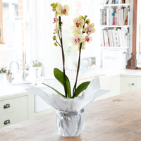 Gift Wrapped Florida Sunset Orchid with yellow petals, pink centers, and green leaves in white wrapping on a wooden table.