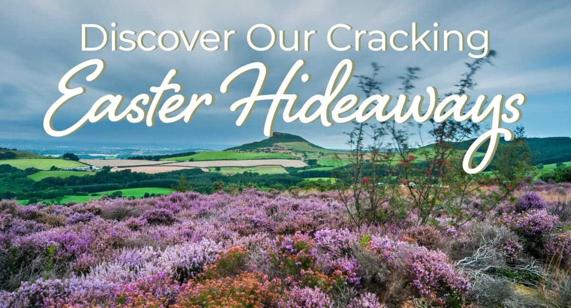 Vibrant purple heather blooms across rolling hills under a cloudy sky, highlighting Yorkshire's scenic countryside.