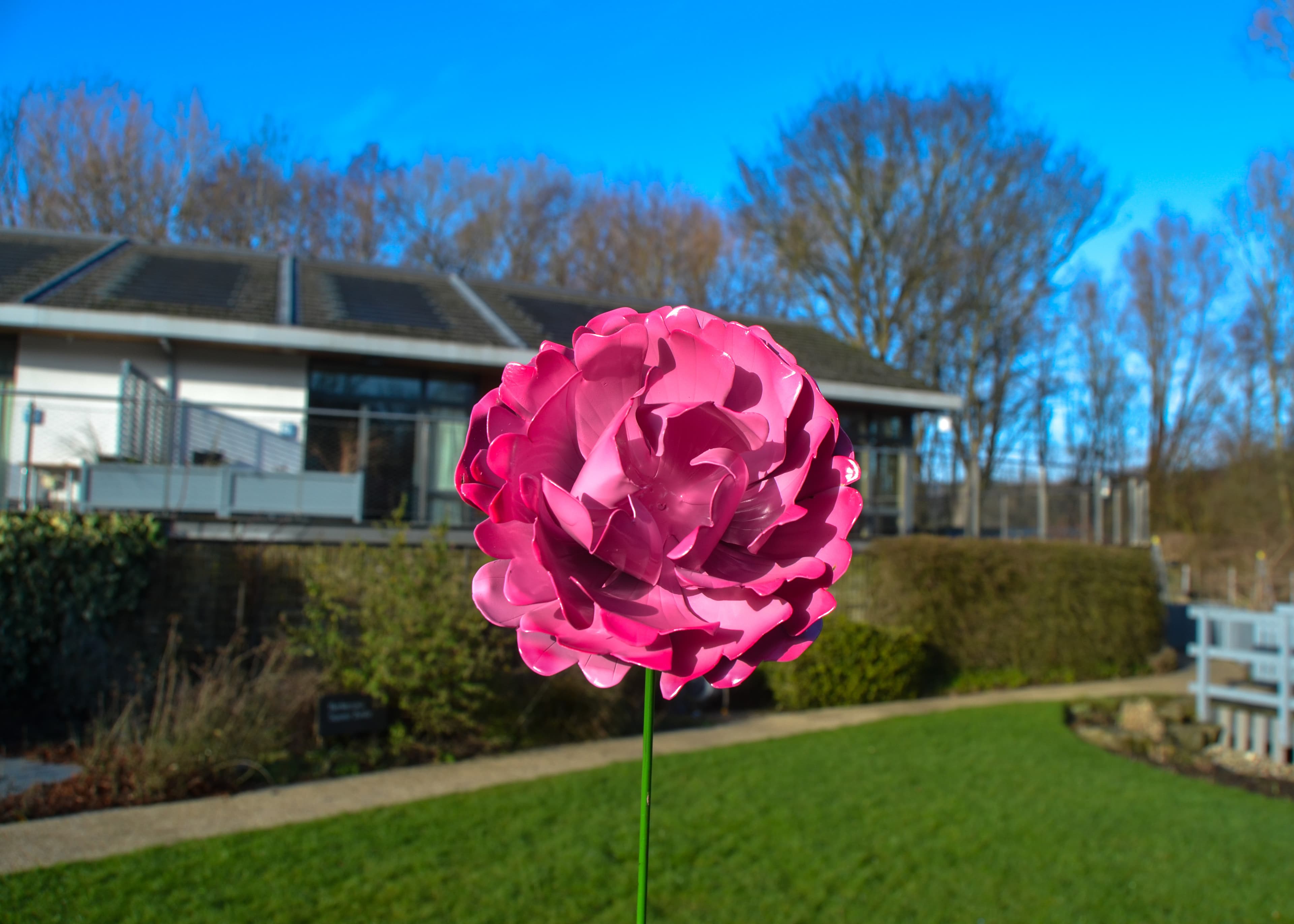 A vibrant pink flower stands tall in a lush green garden, with a modern building and blue sky in the background.