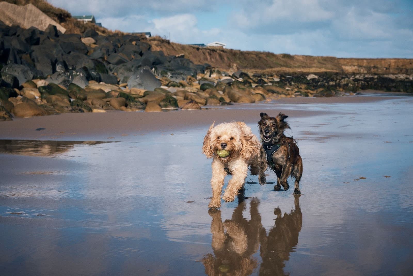 Two dogs joyfully run along a sandy beach, with rocky cliffs and a bright blue sky in the background.