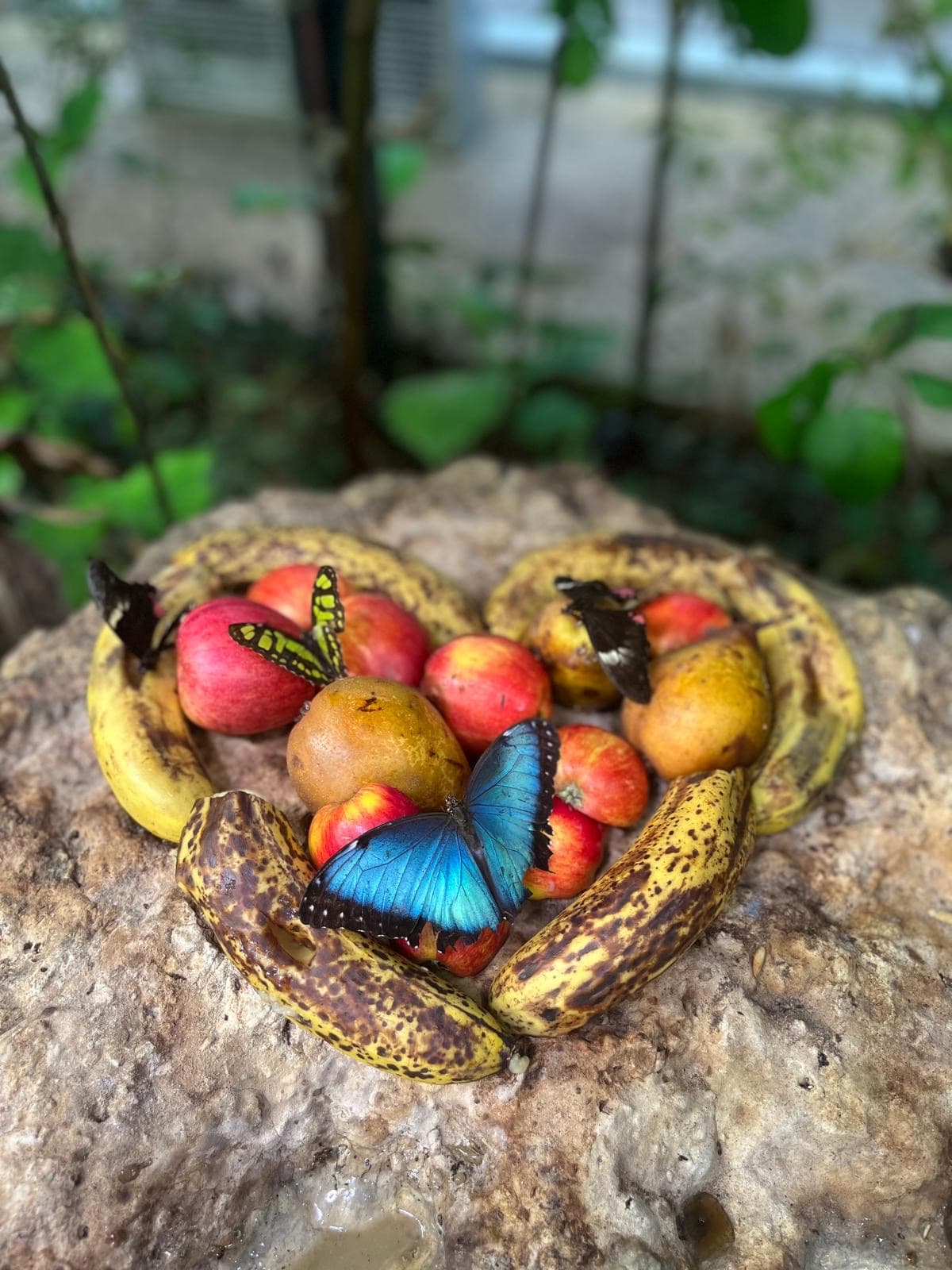 A heart-shaped arrangement of fruit and bananas with vibrant blue butterflies resting on top, set in a lush, tropical environment.