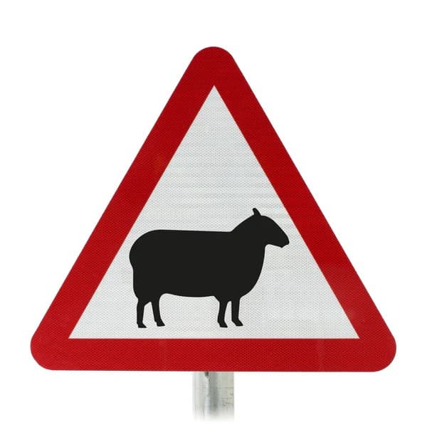 Triangular road sign warning of sheep crossing
