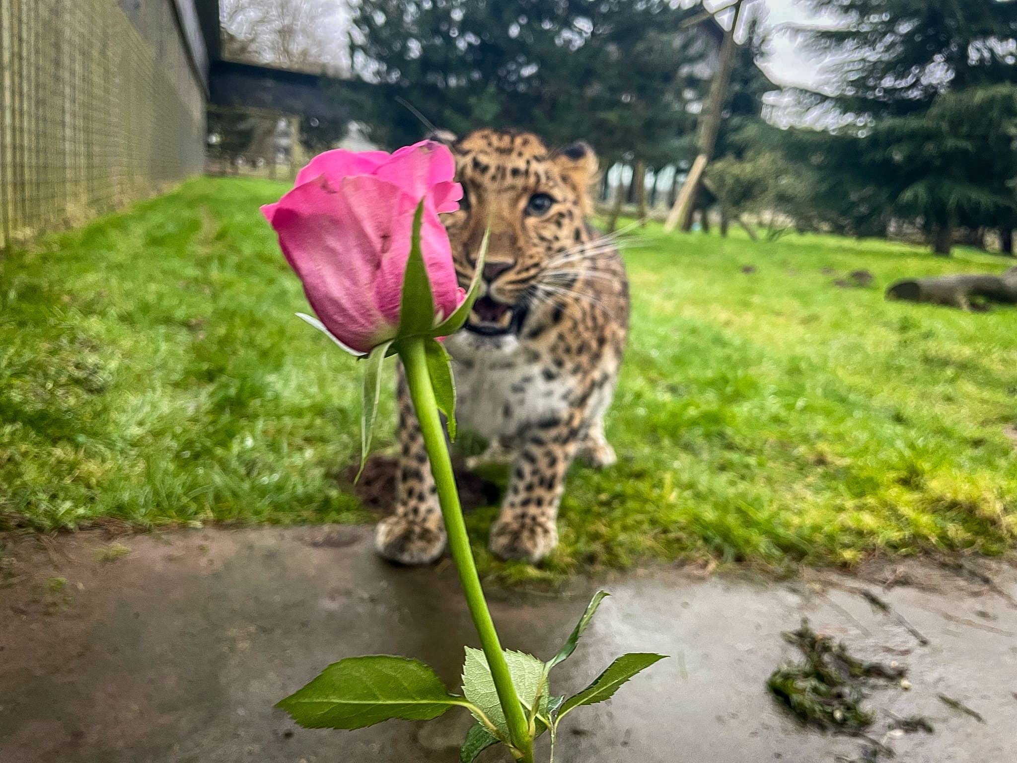 Leopard approaching pink rose on grassy enclosure