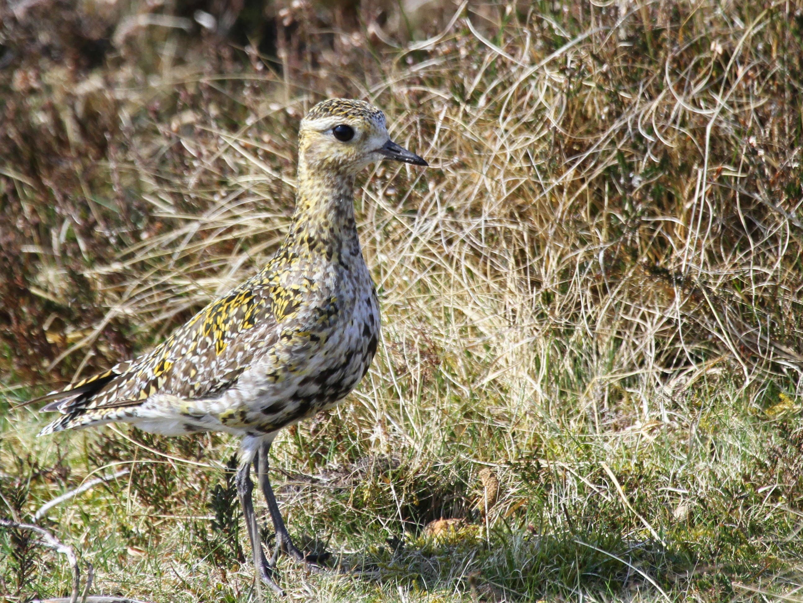 Golden plover bird standing on grassy moorland