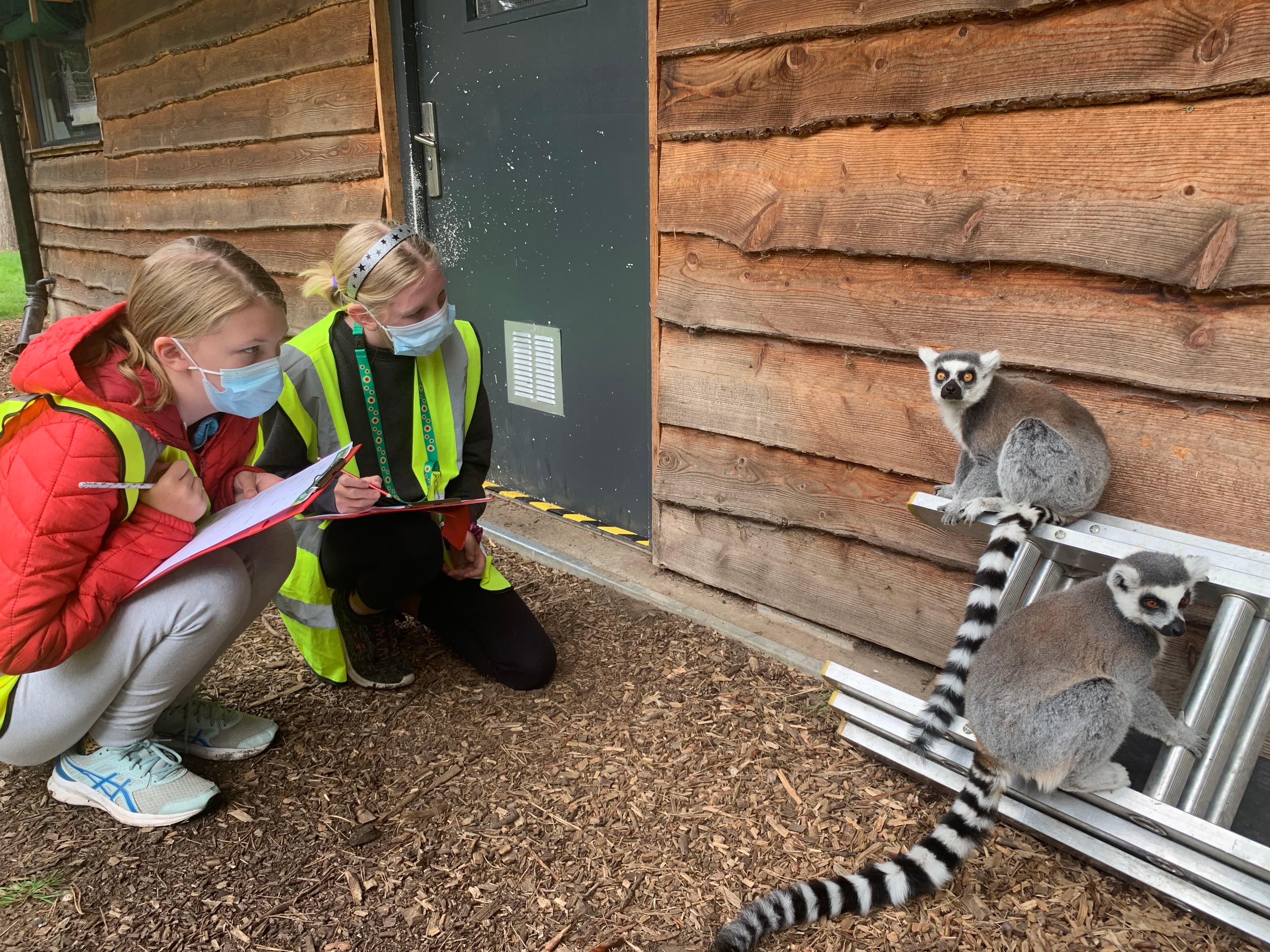 Two children observing lemurs on a ladder outside a wooden building