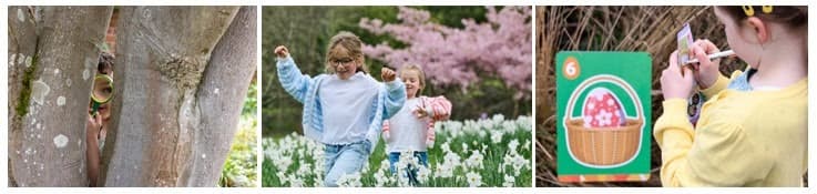 Children playing in daffodil field with pink blossom tree