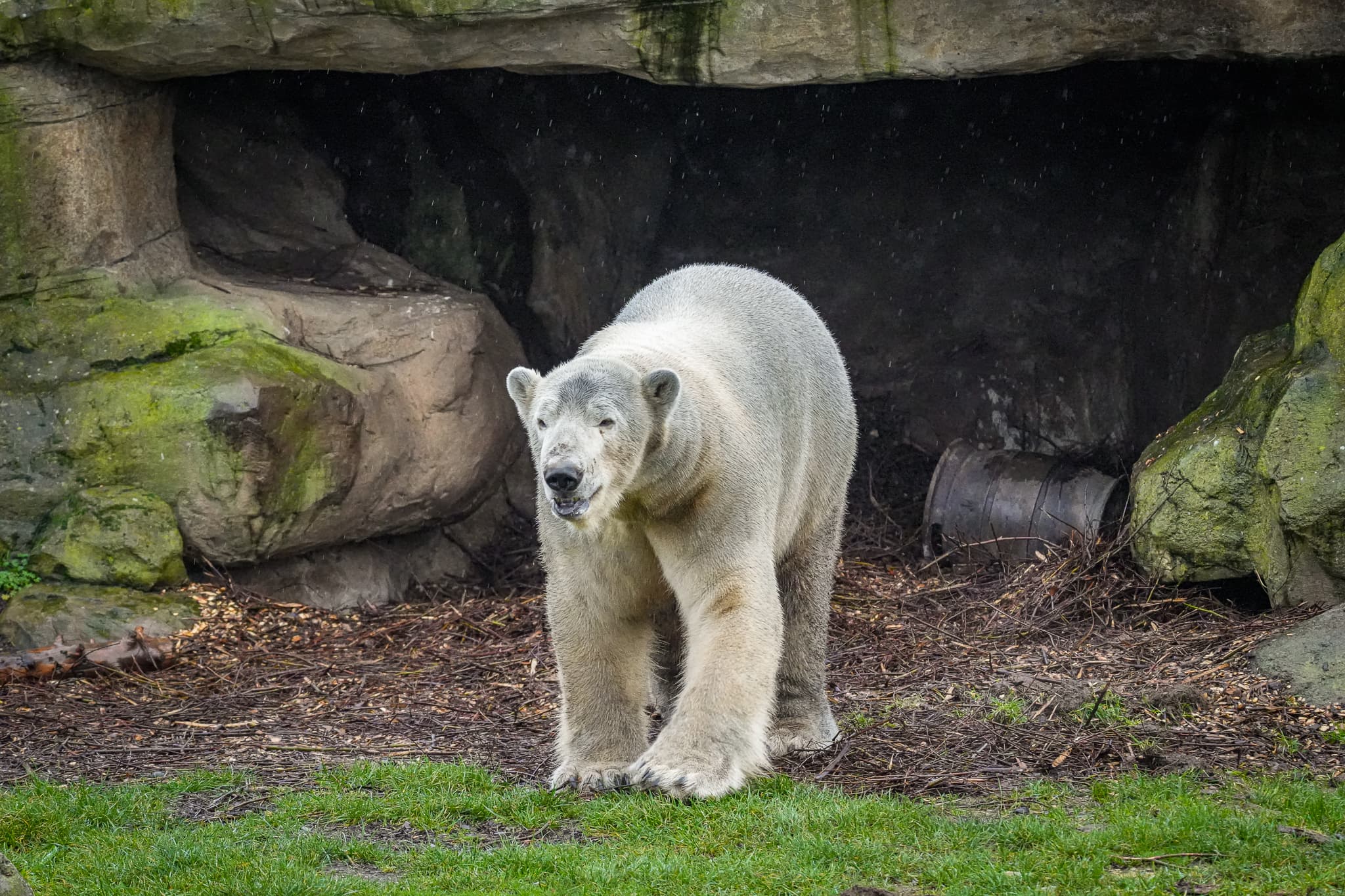 Polar bear walking in front of rocky cave at Yorkshire Wildlife Park