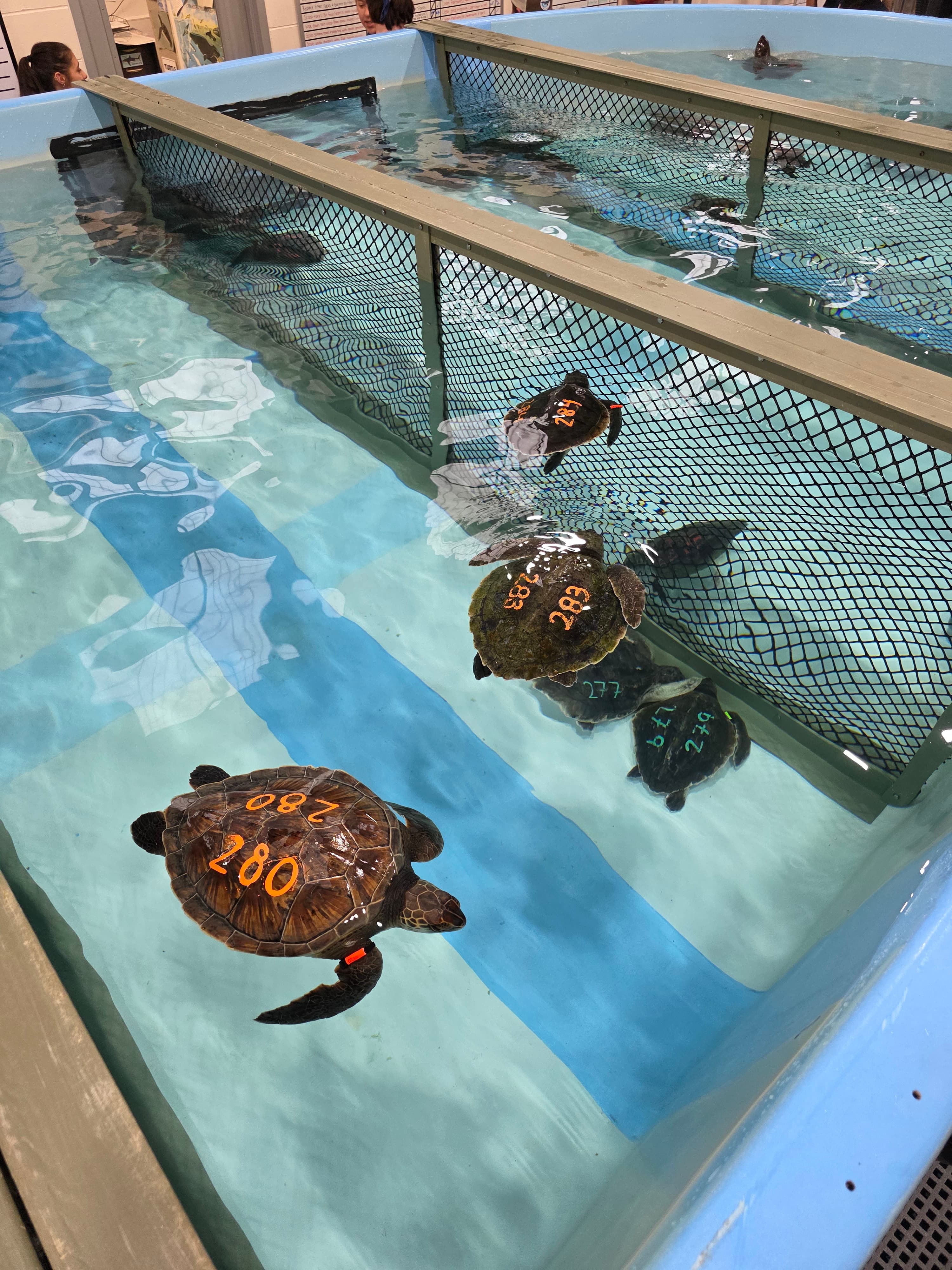 Hull Team's Turtle Rescue Mission