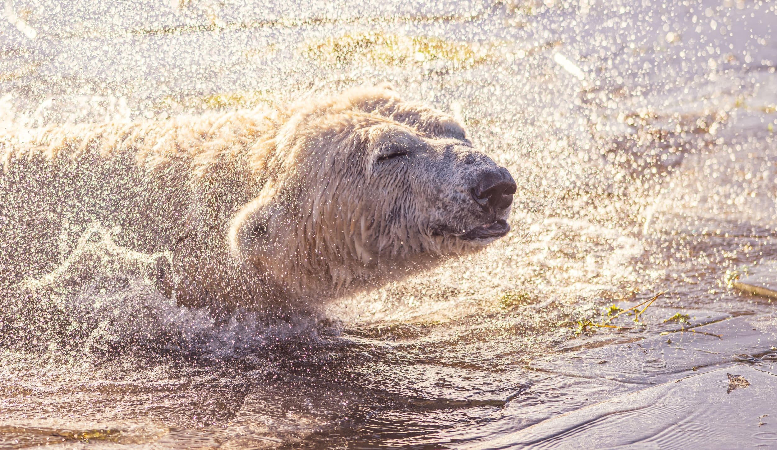 Polar bear shaking off water in sunlight at Yorkshire Wildlife Park