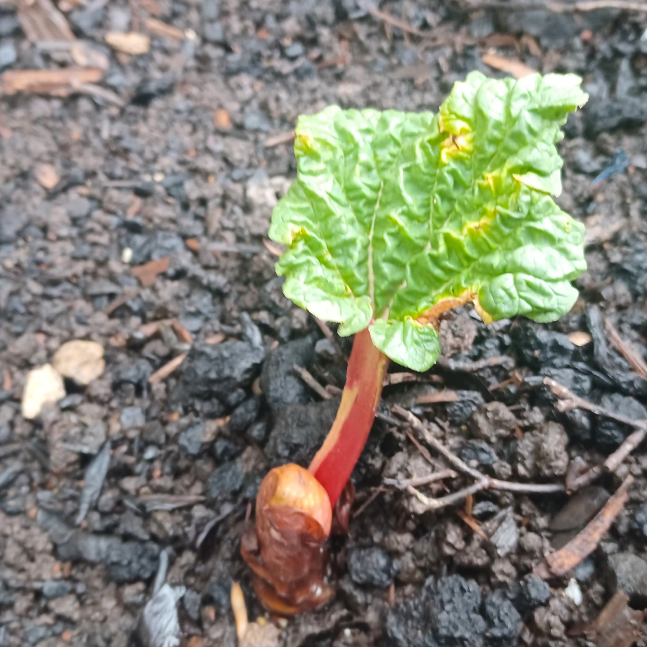 Young rhubarb plant with vibrant green leaves emerging