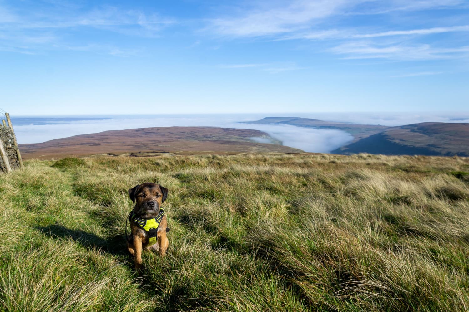 Best Dog Walks in the UK: Yorkshire’s Port Mulgrave Shines on Top 5 List