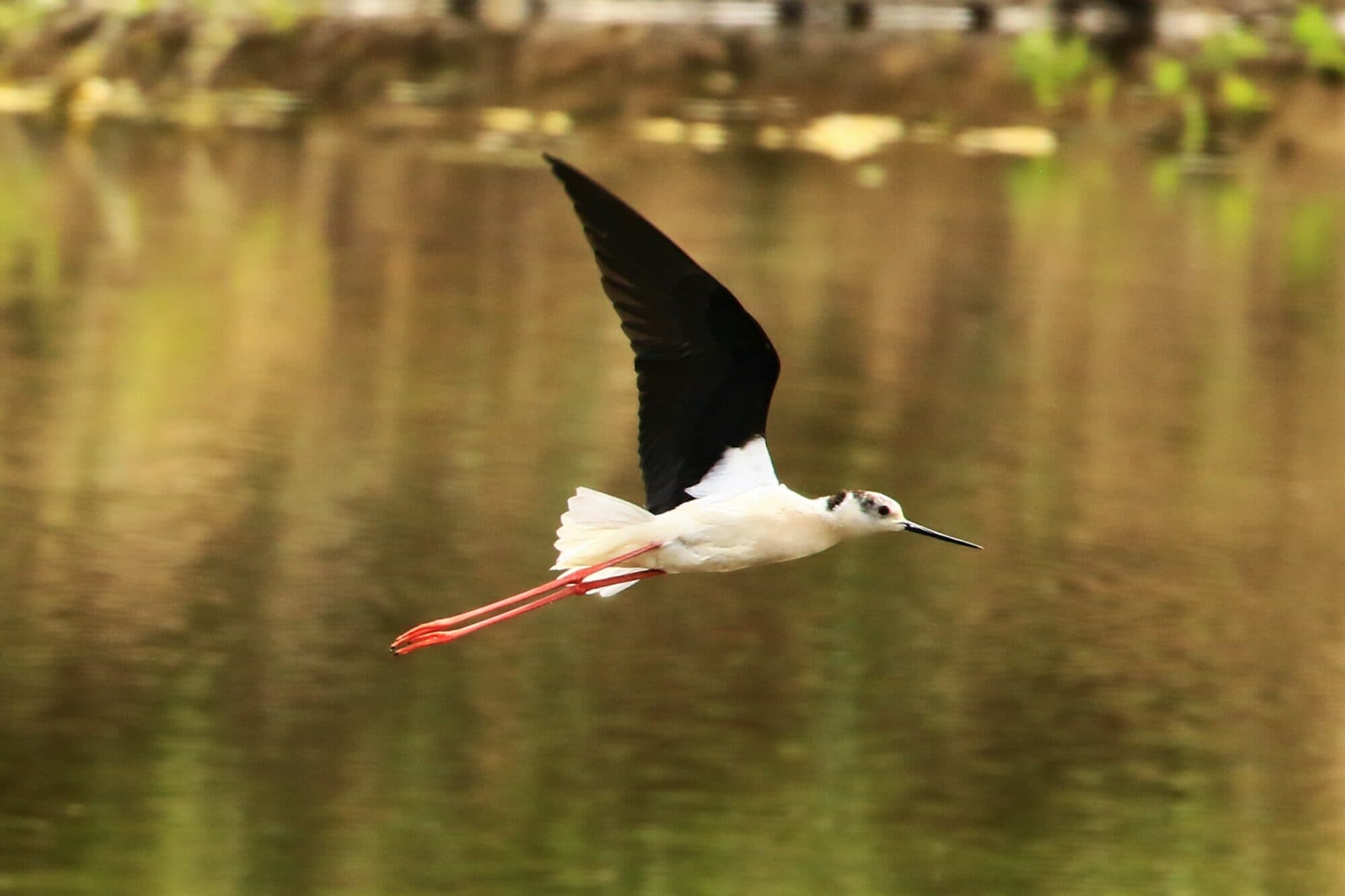 Rare black-winged stilts fledged near Doncaster