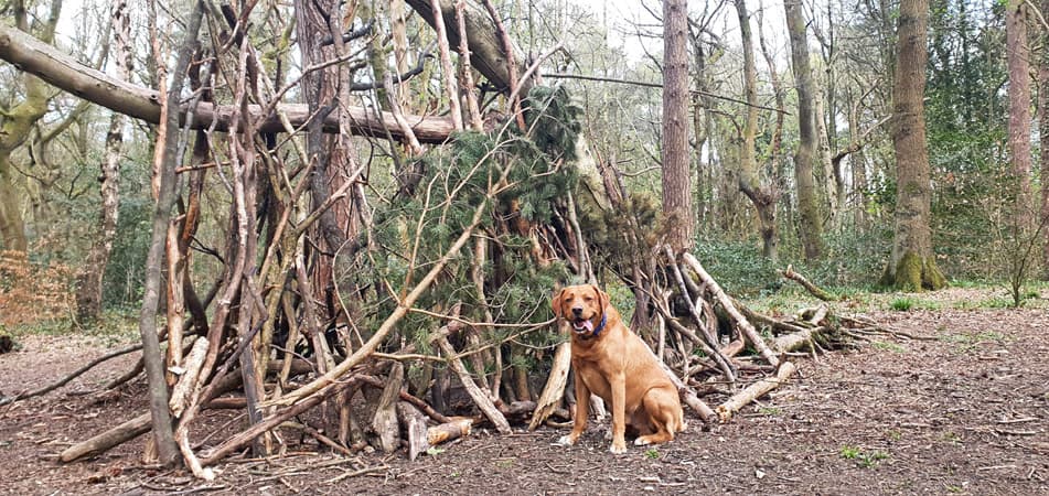 Ecclesall Woods Circular Walk