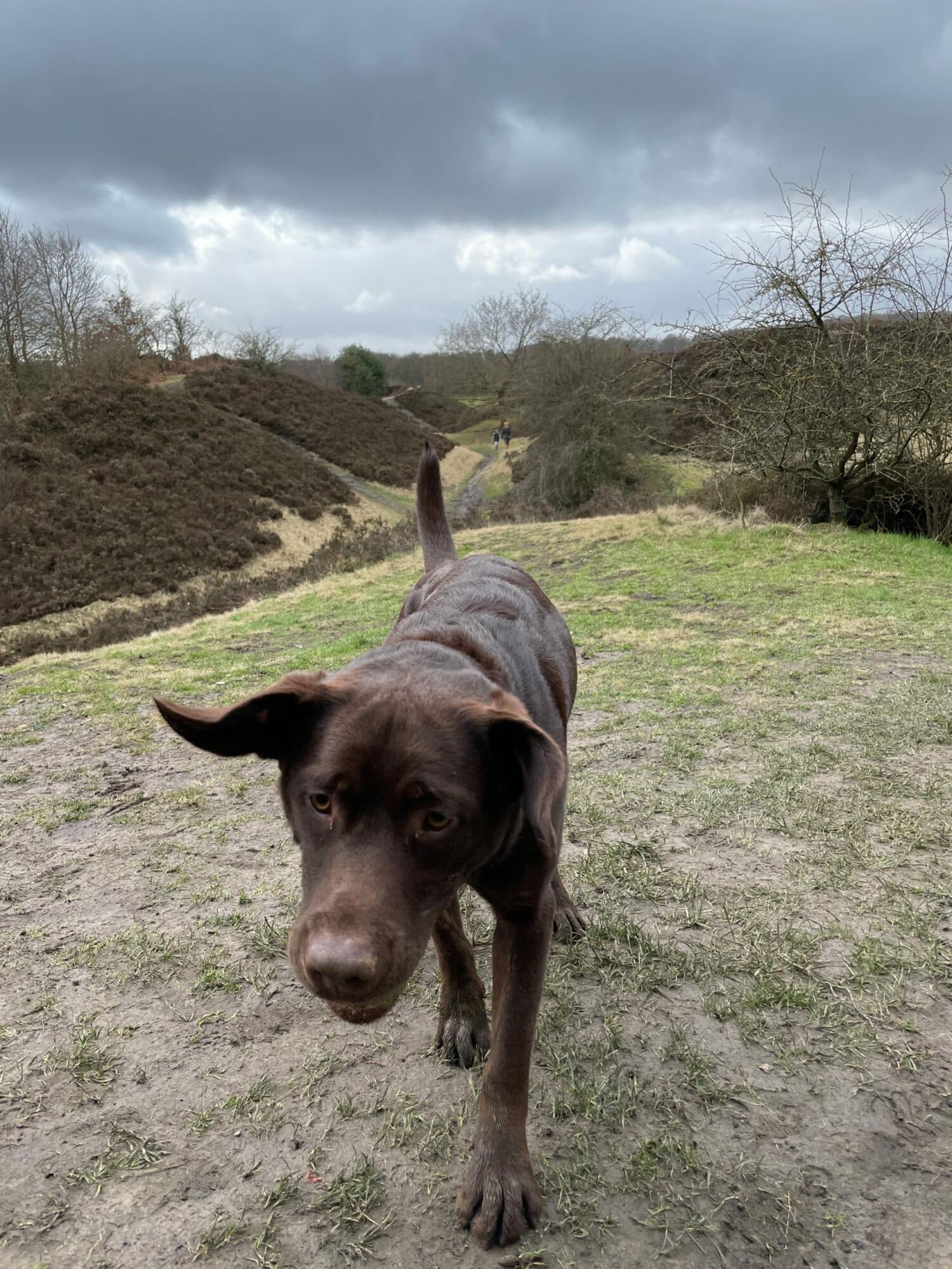 Visiting Pompocali in Hetchell Woods