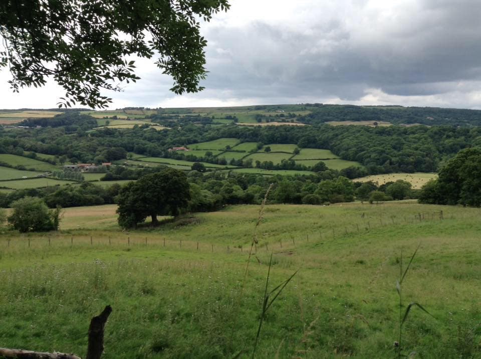 Anthony Cockerill goes for a walk in the woods in the North York Moors…
