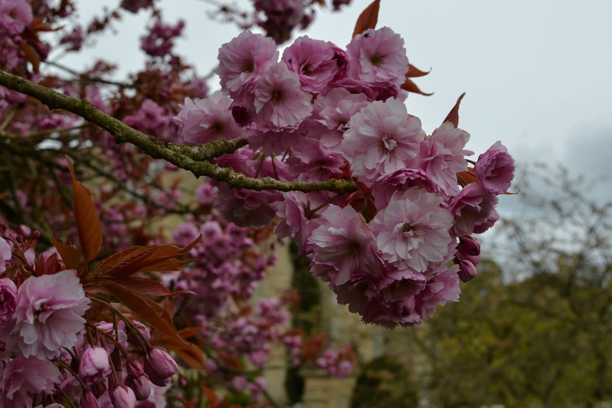 Darling Buds of May - best places to see blossom