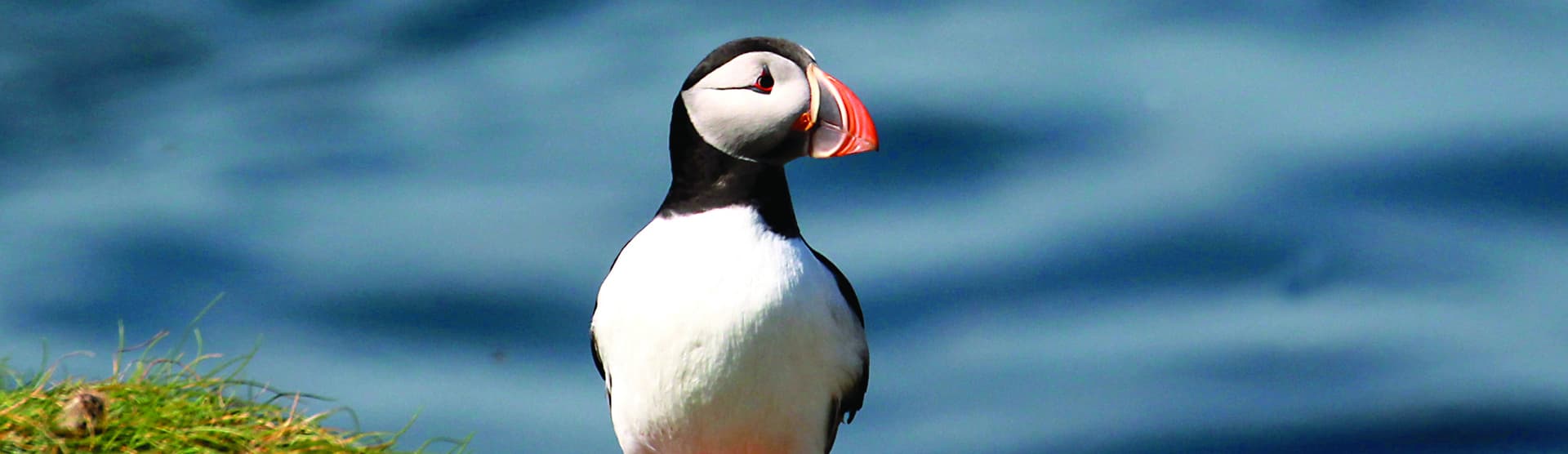 Yorkshire Puffin Festival 14th - 15th May