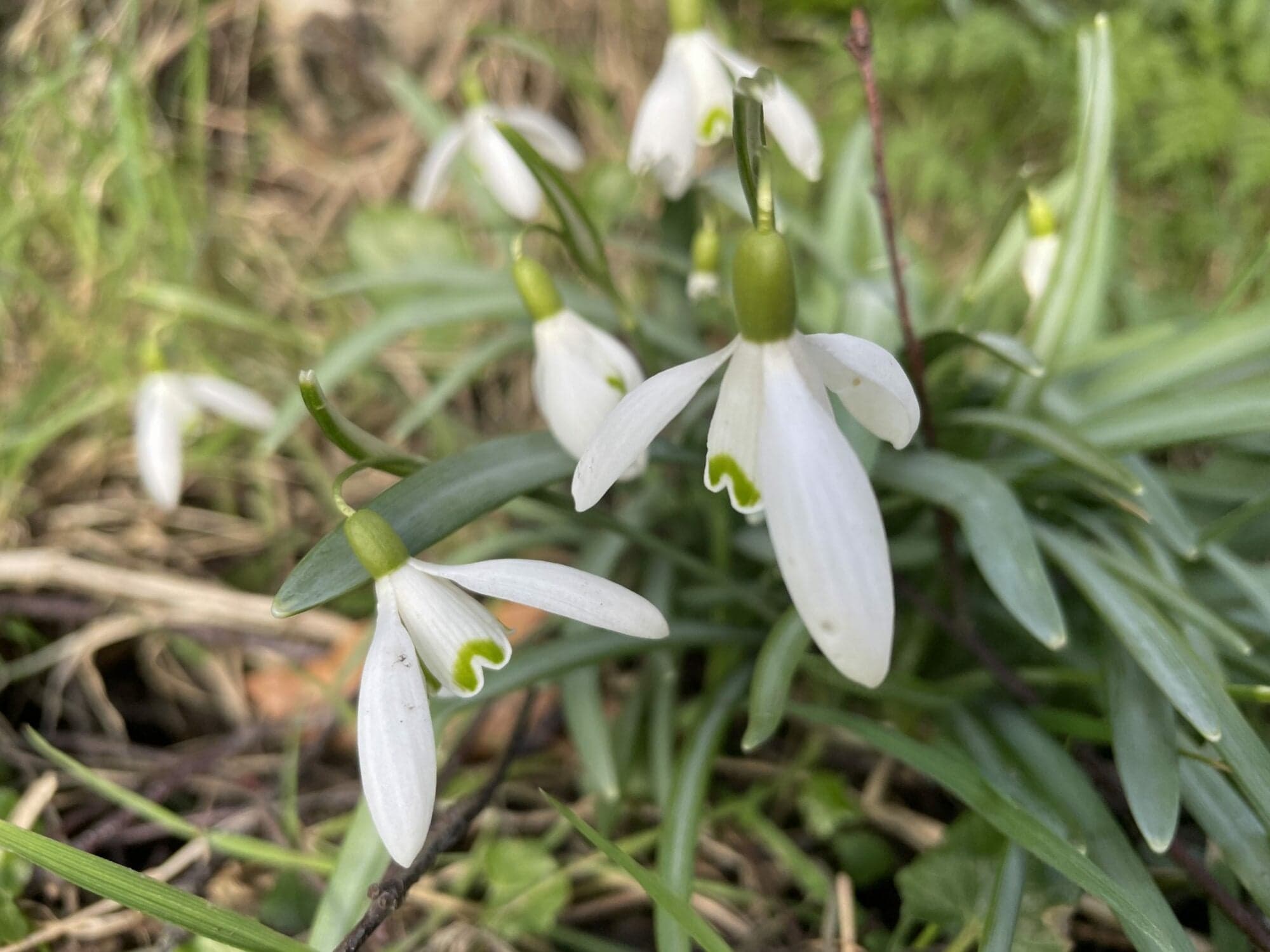 Best places to see snowdrops in Yorkshire