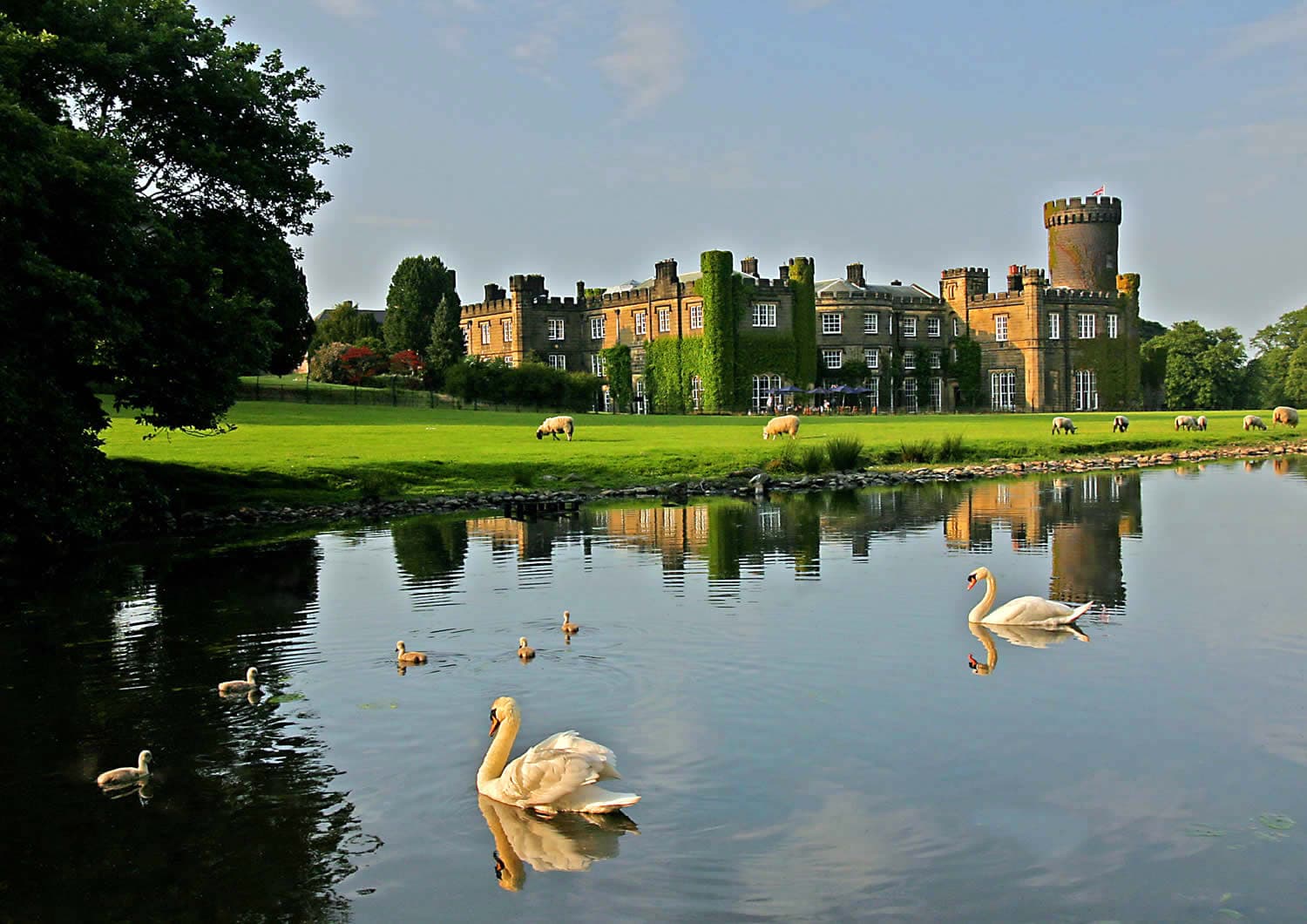 Swinton Park swans 'illin
