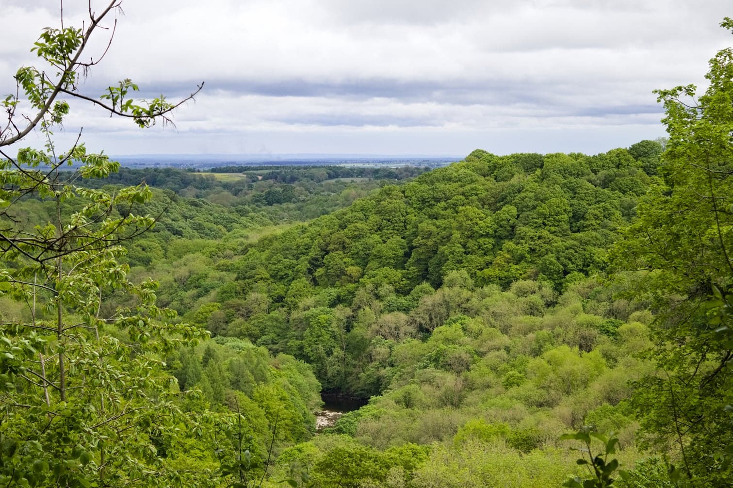 Walk: Hackfall Woods near Masham