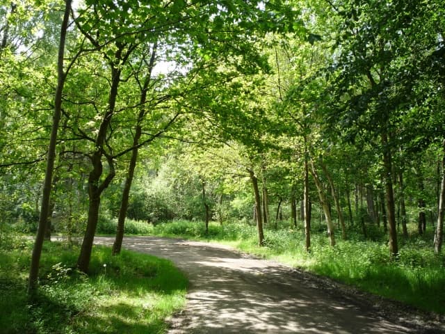 Walk: Allerthorpe Woods