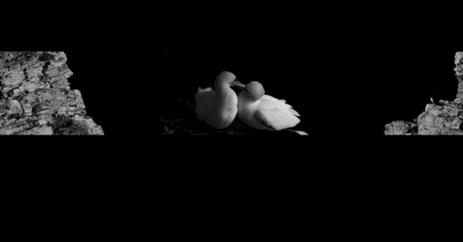 Jimmy Fletcher Northern Gannets