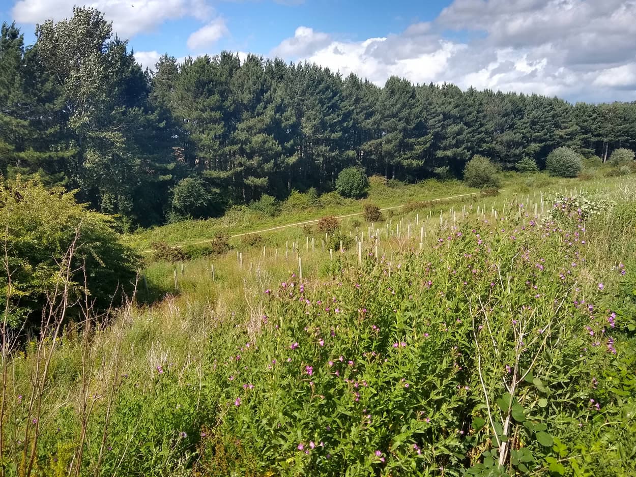 Walk: Acomb to Rufforth