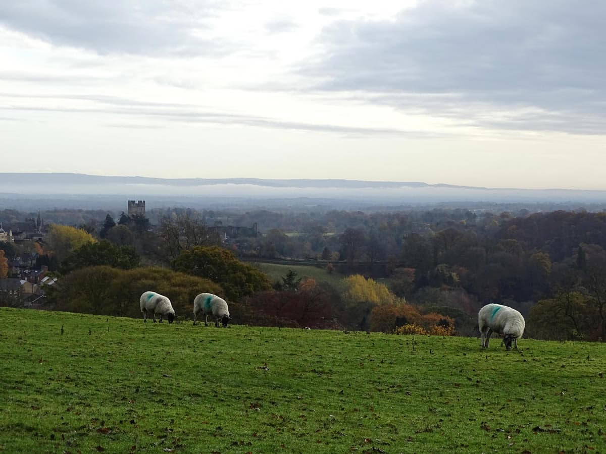 Walk: The Whitcliffe Walk
