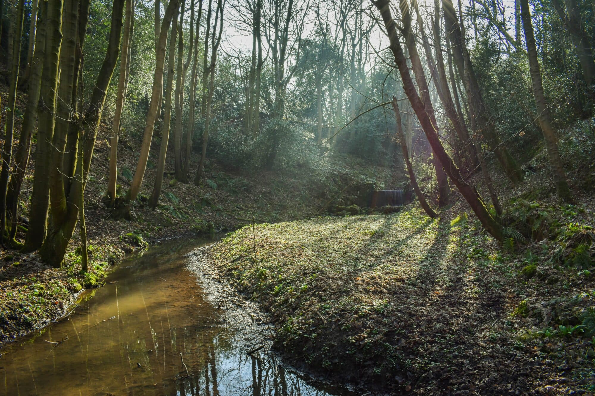 Walk: Hackfall Woods - Short Route