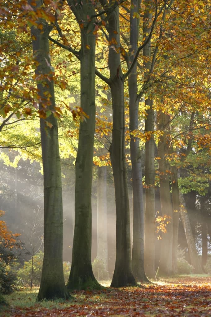 Walk: Thorp Perrow Arboretum