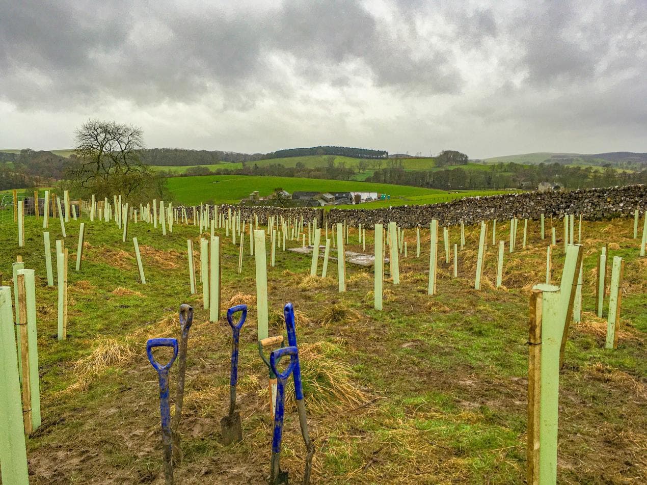 recycled treed guards in Yorkshire dales national park