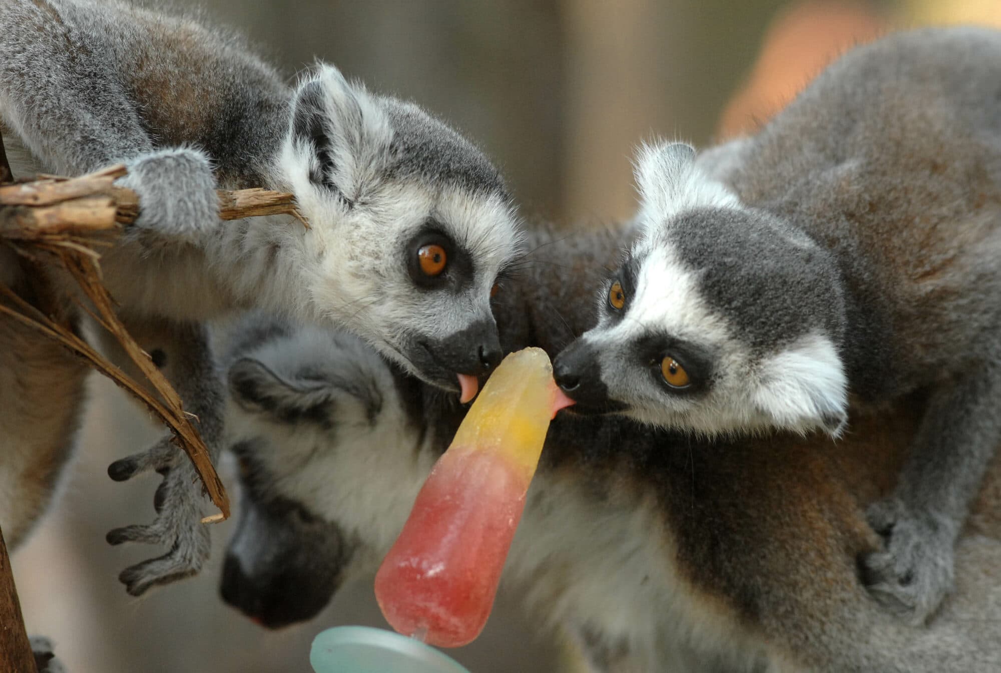Animals cooling off with ice-lollies in Yorkshire summer