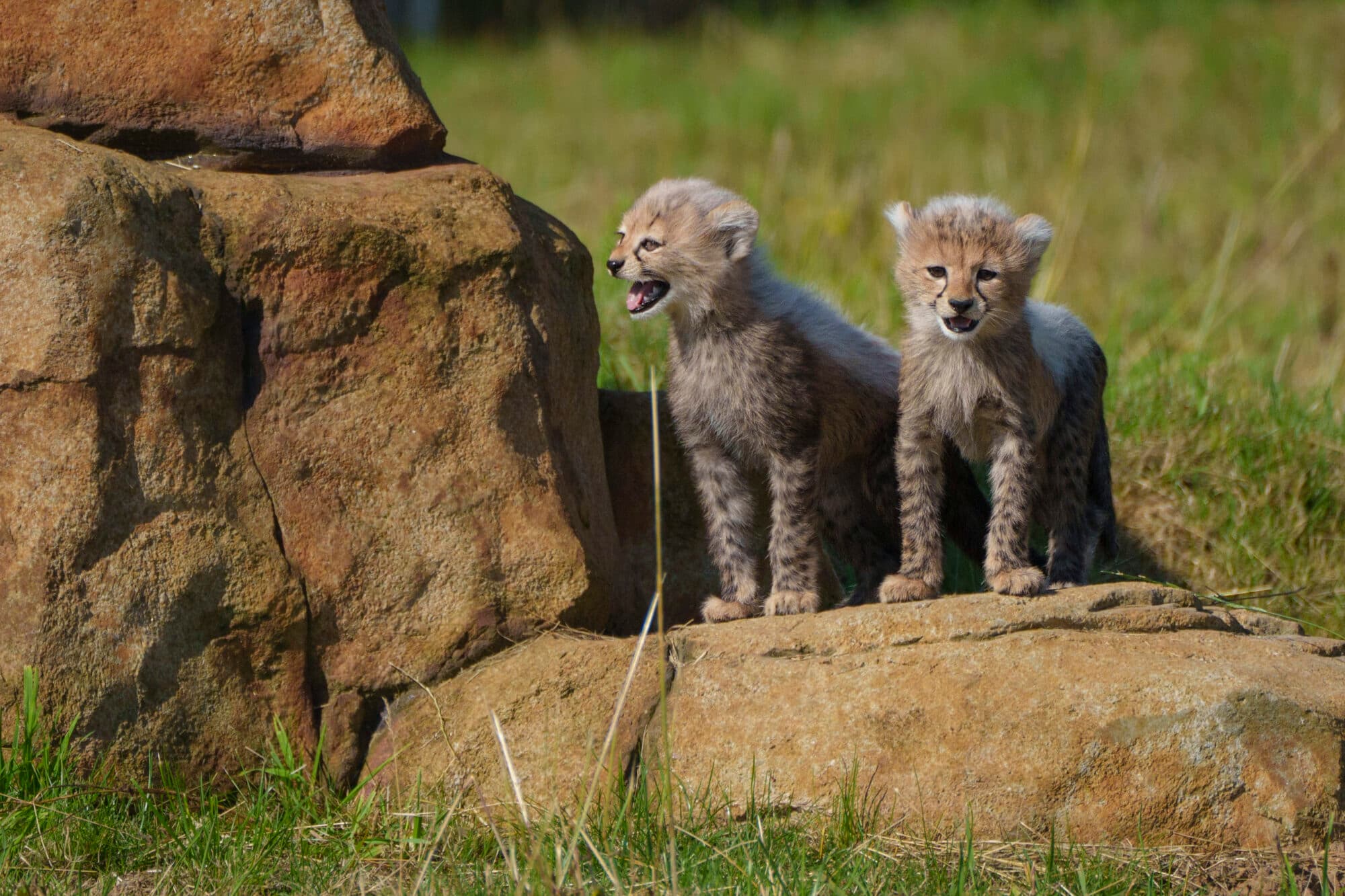 cheetah cubs