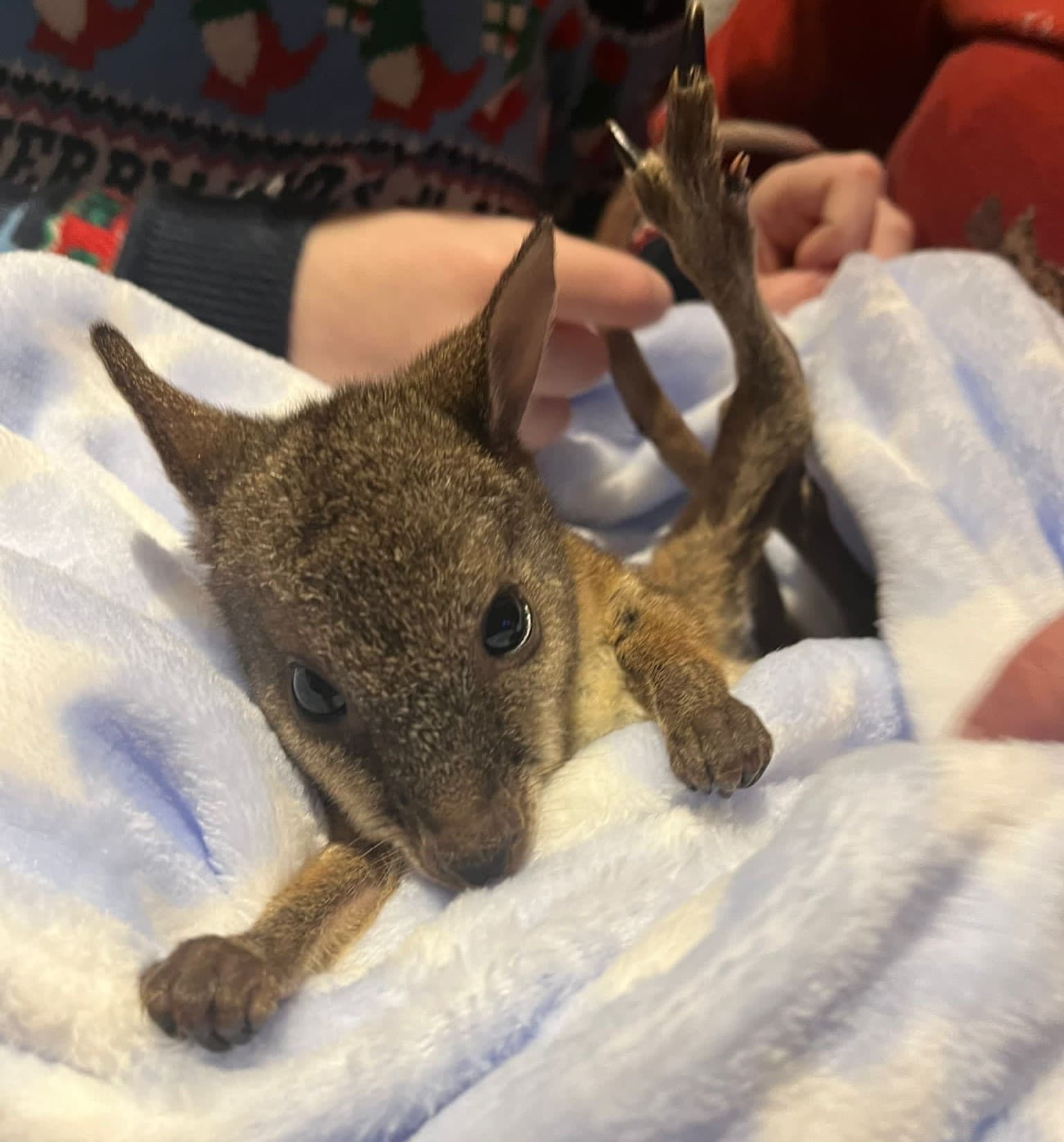 Where’s Wally the Wallaby? A Story of Hope, Healing and Hopping Home