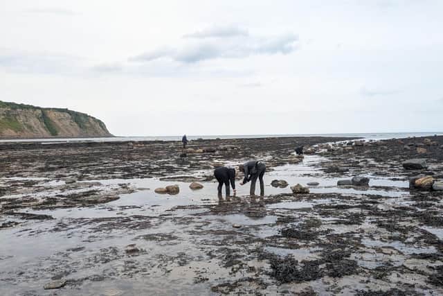 Yorkshire Lobster Survey