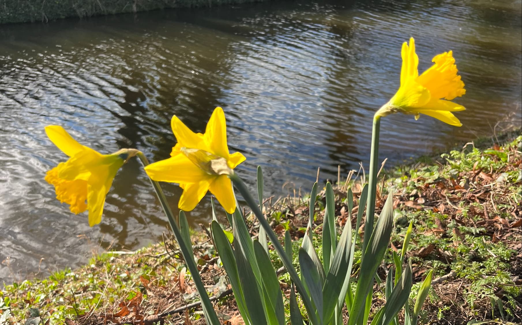 Newsletter: Saturday 1st March 2025