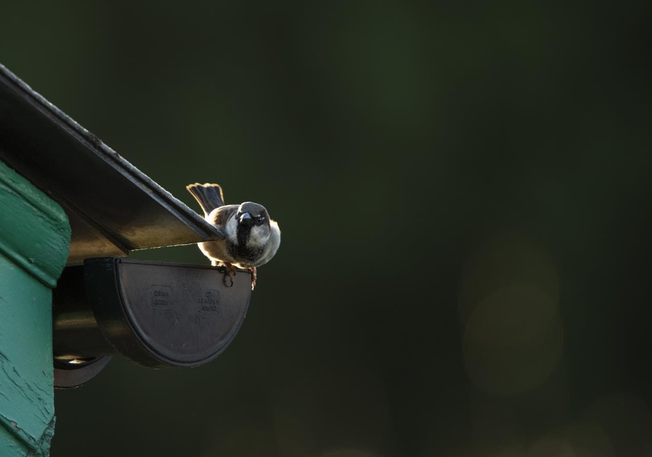 red list house birds