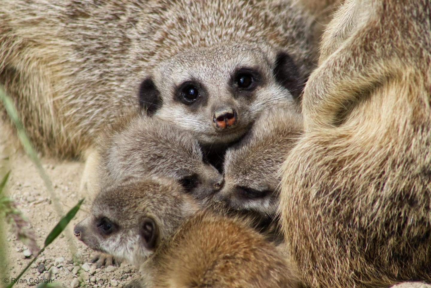Double the Cuteness at Askham Bryan Wildlife and Conservation Park!