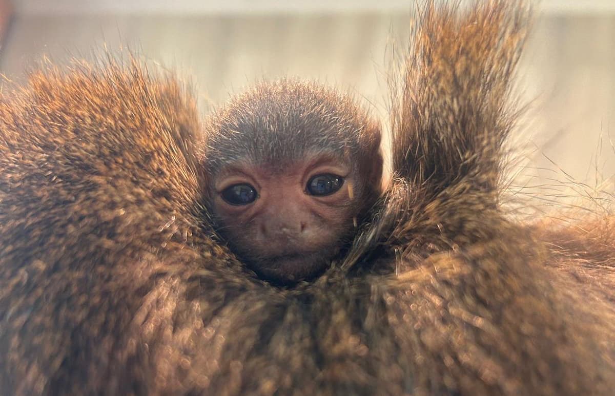 Tiny New Arrival Delights Visitors at Yorkshire Wildlife Park