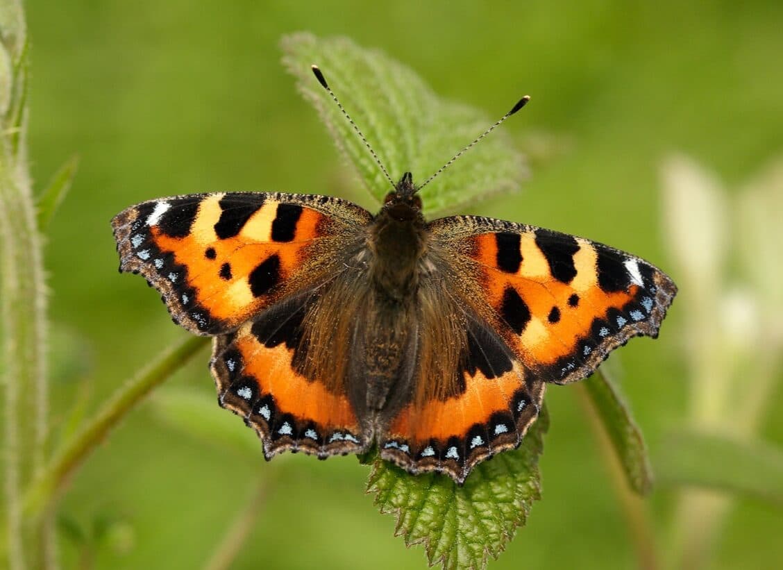 Guide To The Big Butterfly Count 2025