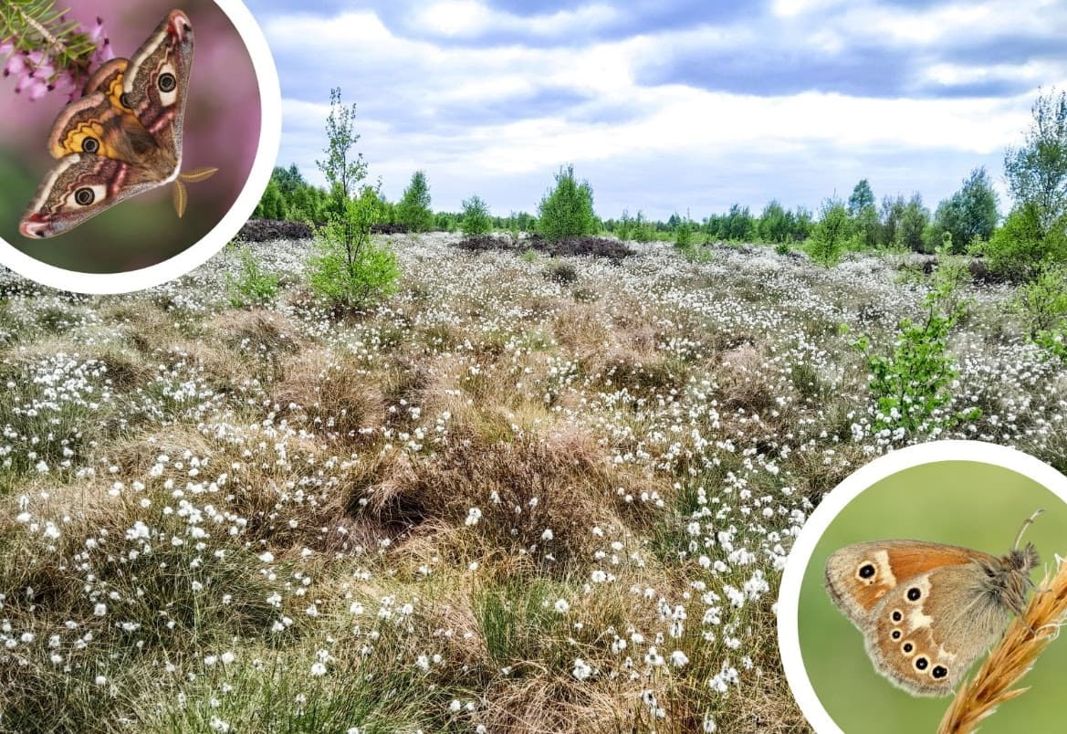 Butterfly Conservation