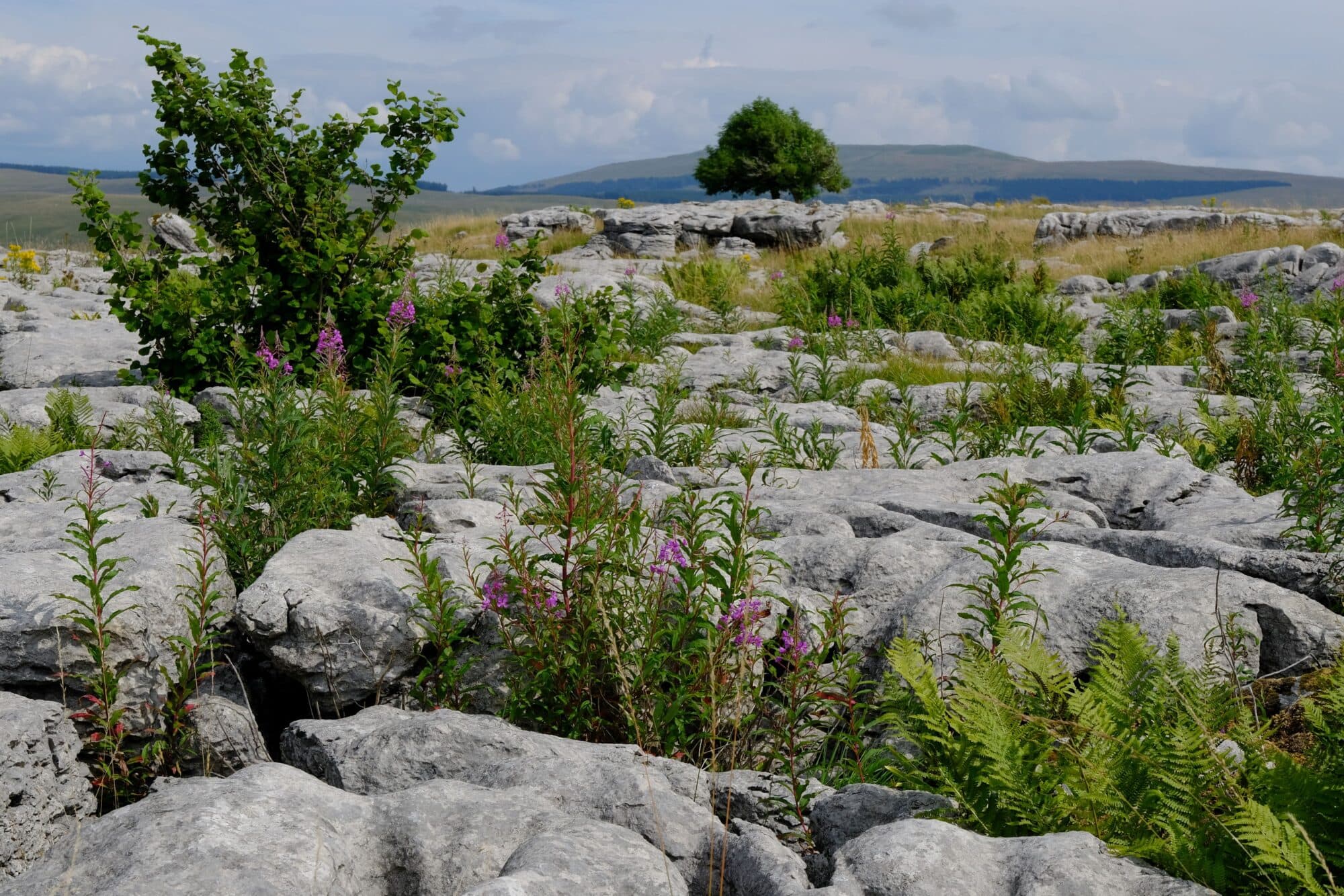 Why Is The Ingleborough National Nature Reserve Expansion In Yorkshire So Important For Wildlife?