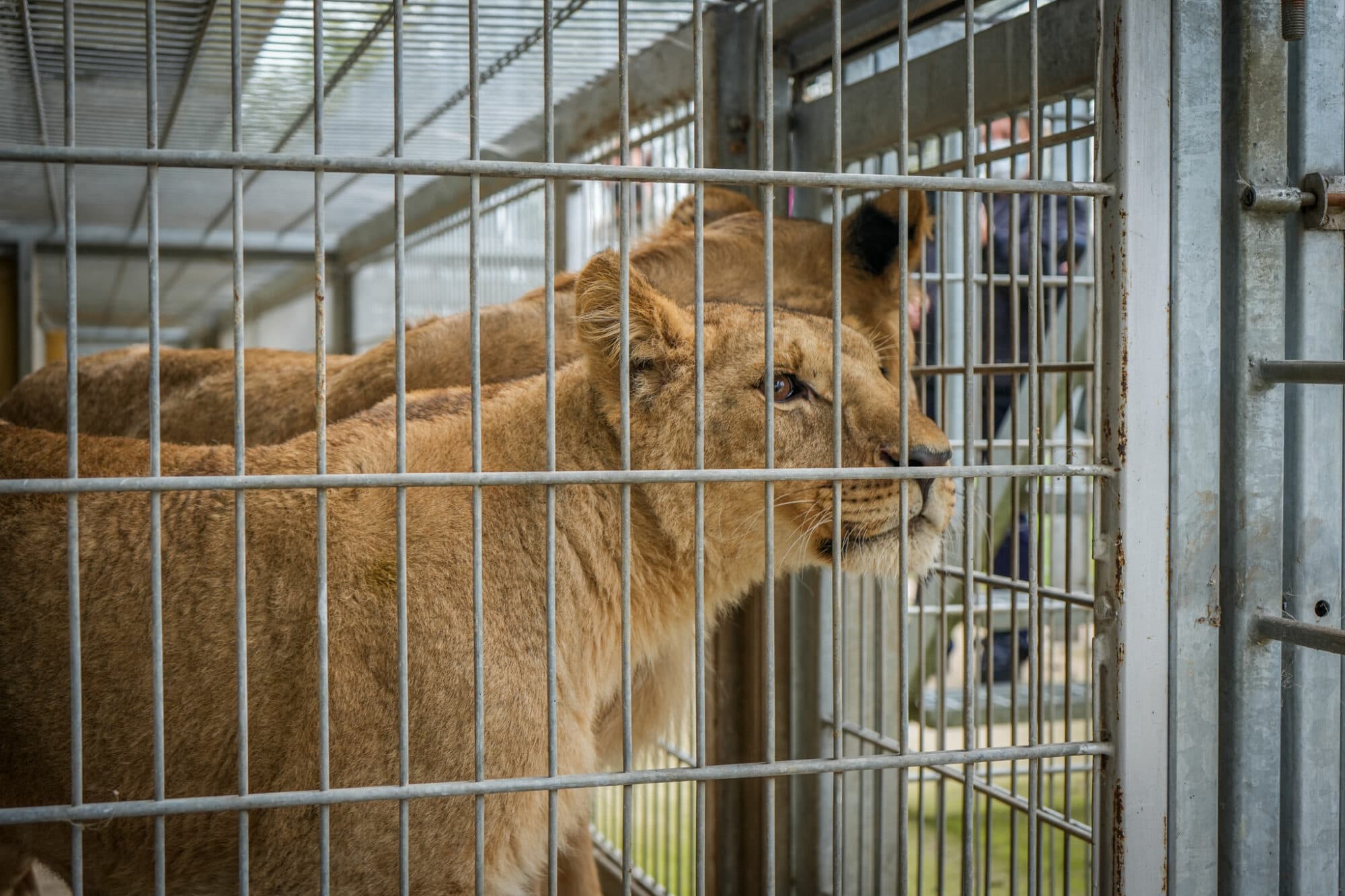 Lion Rescue